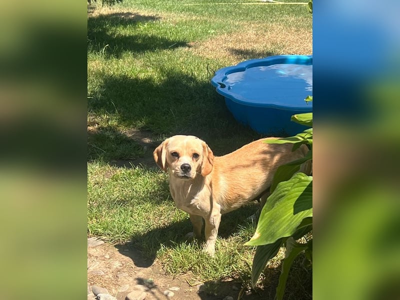 DOLLY - ich bin noch etwas zurückhaltend und suche ein liebevolles, geduldiges Zuhause