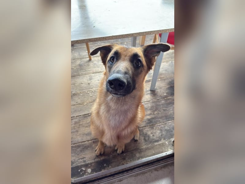 WILLOW - wer schenkt der hübschen Maus ein tolles Für-Immer Zuhause?