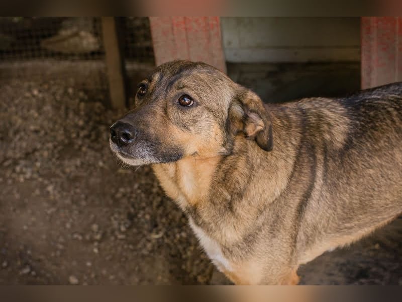 MIMI - die sehr soziale, junge Hundedame träumt von einer eigenen Familie