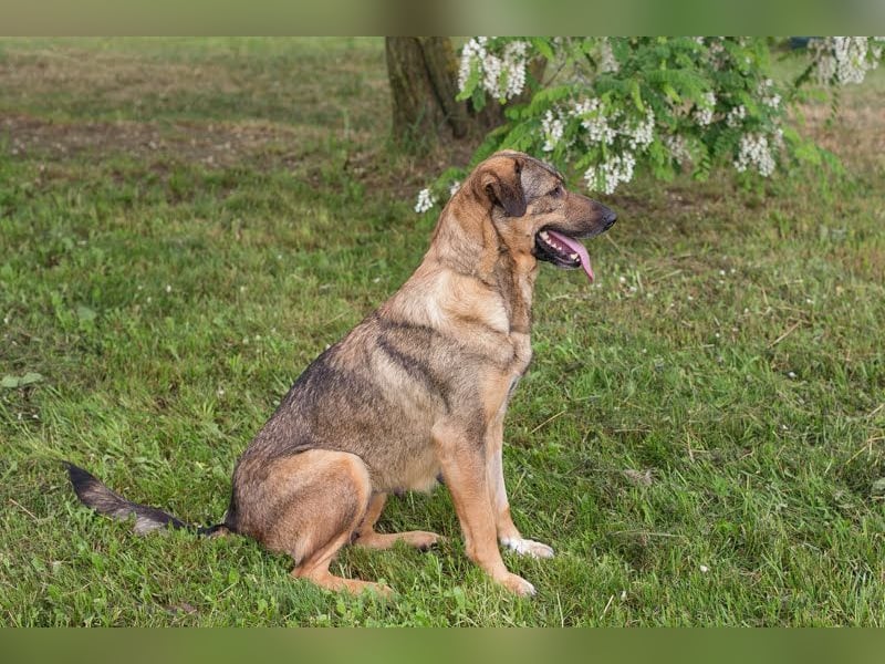 SMILEY - die hübsche Hündin wünscht sich eine aktive Familie für gemeinsame Abenteuer