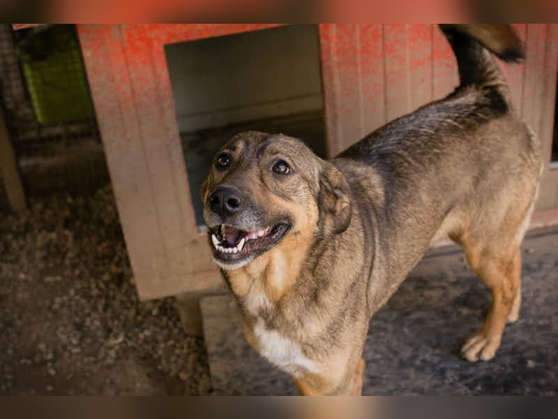 MIMI - die sehr soziale, junge Hundedame träumt von einer eigenen Familie