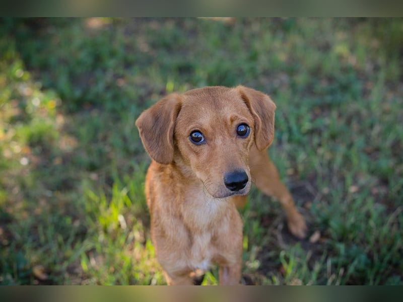 LEICA - die gehorsame, brave Maus sucht eine ruhige, geduldige und liebevolle Familie