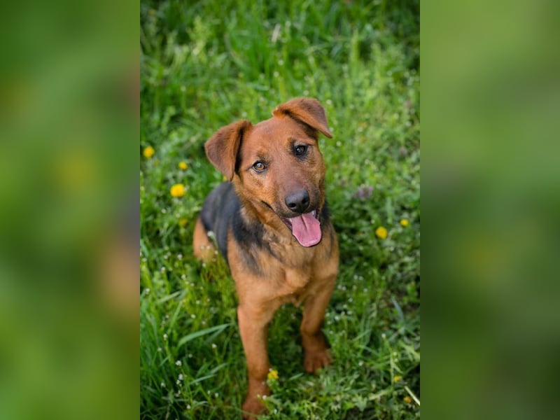 Chip-Nr. 236974 - die hübsche Junghündin freut sich auf ein Leben bei einer liebevollen Familie