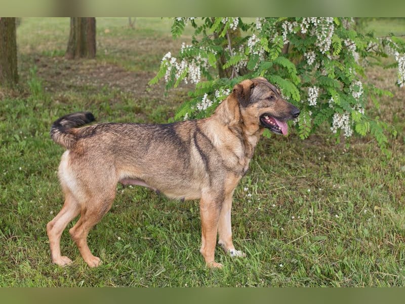 SMILEY - die hübsche Hündin wünscht sich eine aktive Familie für gemeinsame Abenteuer