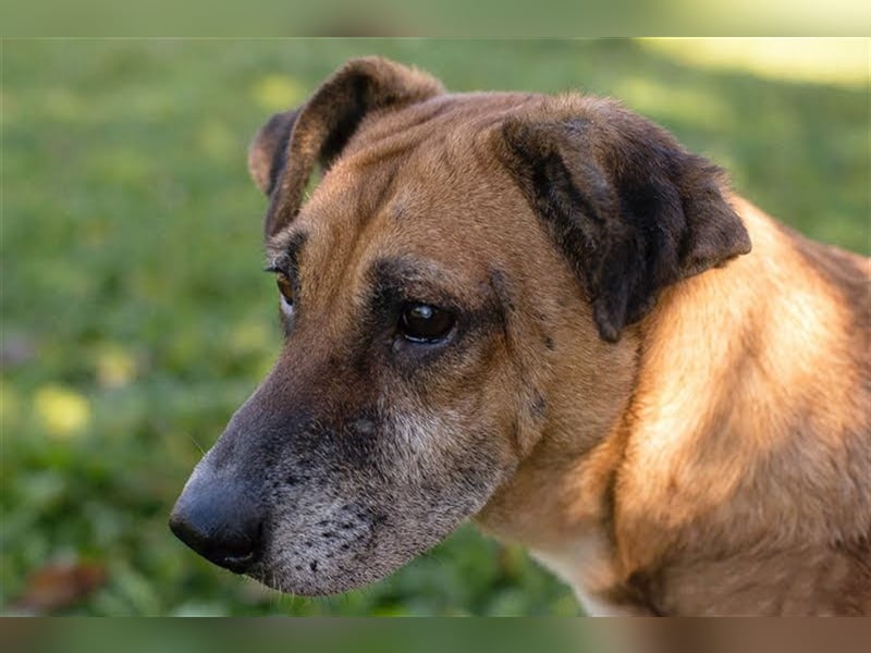 ARJETA - die sehr liebe und sanfte Seniorin träumt von einem eigenen Zuhause, wo sie geliebt wird