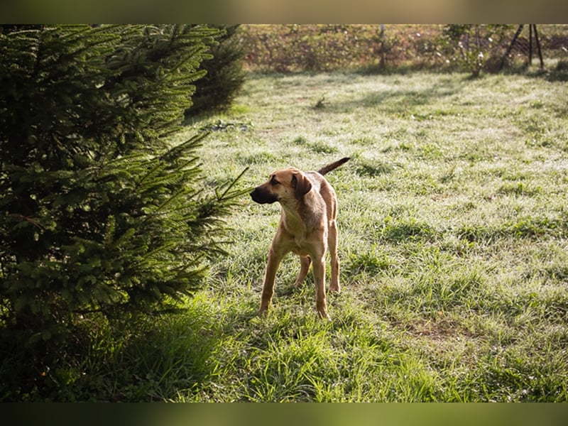 Chipnummer 223529 - Zuhause gesucht und einen richtigen Namen würde ihr auch gefallen