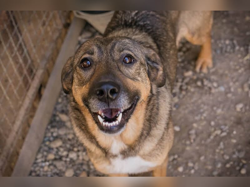 MIMI - die sehr soziale, junge Hundedame träumt von einer eigenen Familie