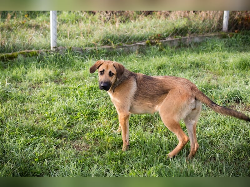 Chipnummer 223529 - Zuhause gesucht und einen richtigen Namen würde ihr auch gefallen