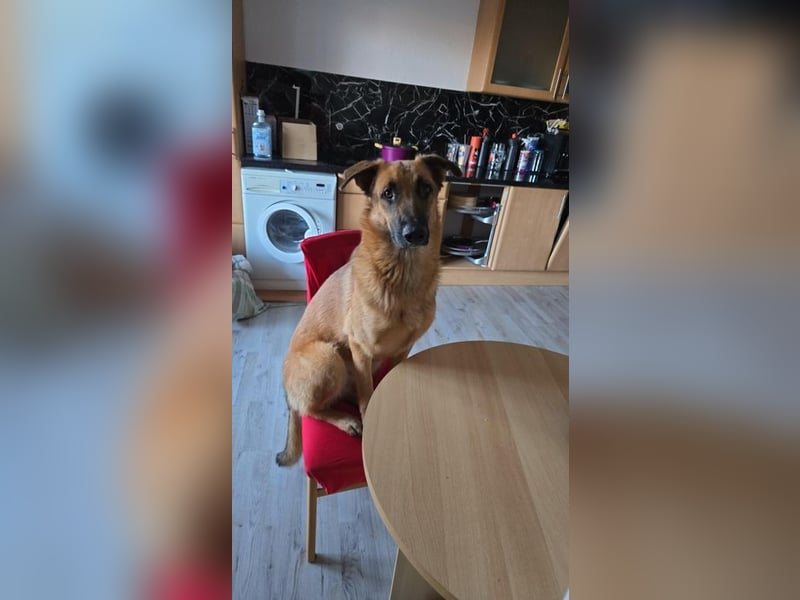 WILLOW - wer schenkt der hübschen Maus ein tolles Für-Immer Zuhause?