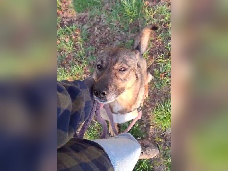 MIMI - die sehr soziale, junge Hundedame träumt von einer eigenen Familie