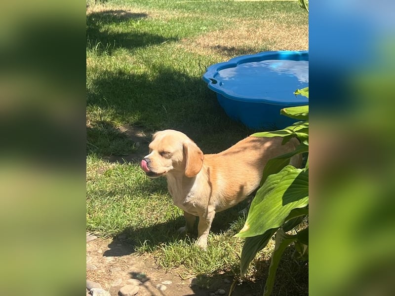 DOLLY - ich bin noch etwas zurückhaltend und suche ein liebevolles, geduldiges Zuhause