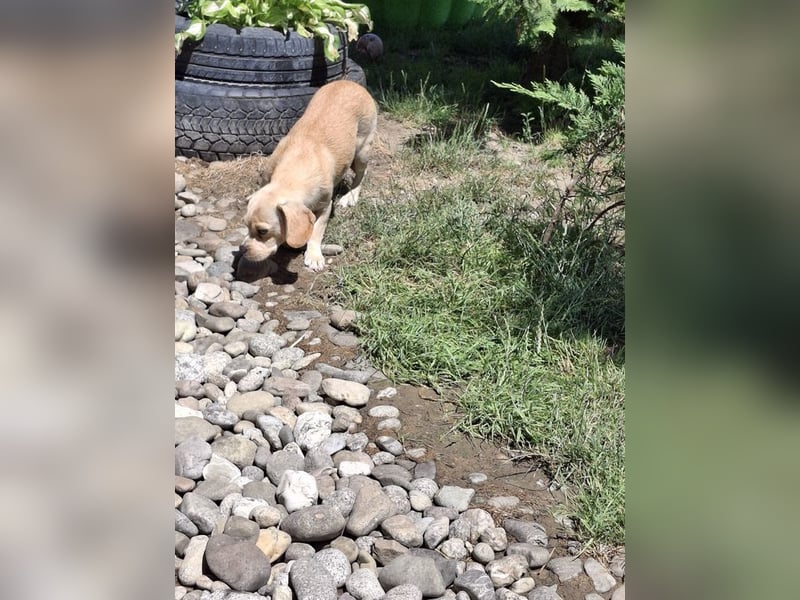 DOLLY - ich bin noch etwas zurückhaltend und suche ein liebevolles, geduldiges Zuhause