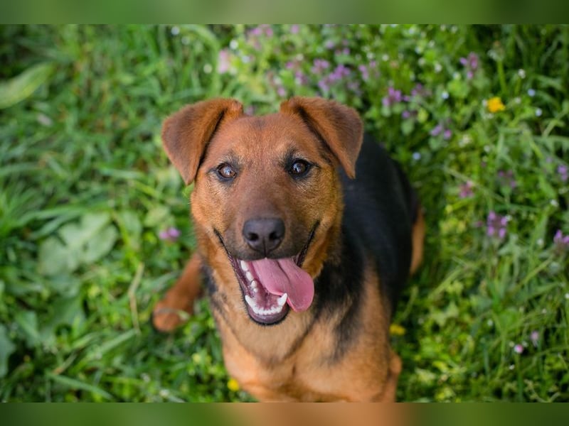 Chip-Nr. 236974 - die hübsche Junghündin freut sich auf ein Leben bei einer liebevollen Familie