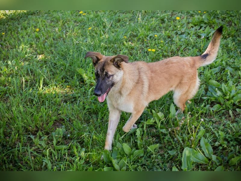 MONA - das freundliche und fröhliche Hundemädchen sucht Heimathafen