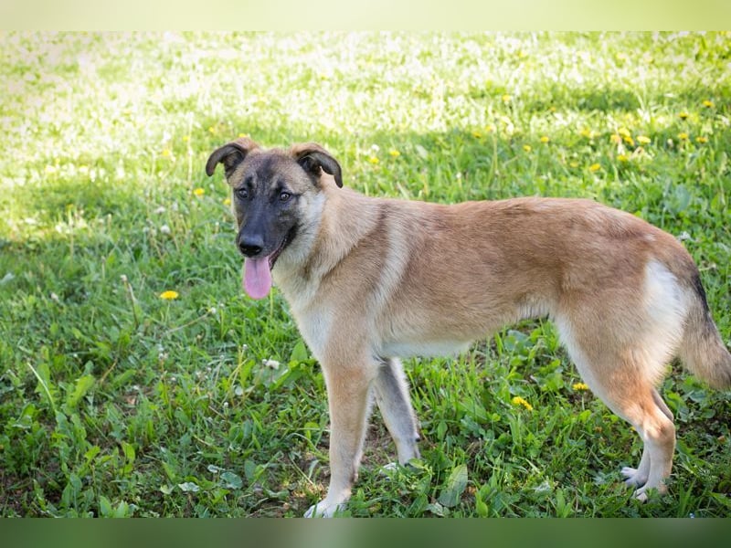 MONA - das freundliche und fröhliche Hundemädchen sucht Heimathafen