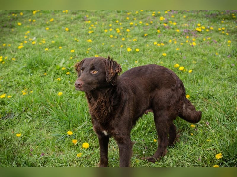 FEY - wer zeigt der hübschen Maus wie schön ein Hundeleben sein kann?