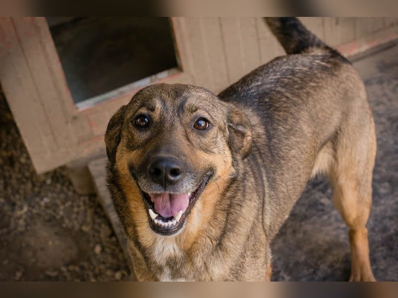 MIMI - die sehr soziale, junge Hundedame träumt von einer eigenen Familie