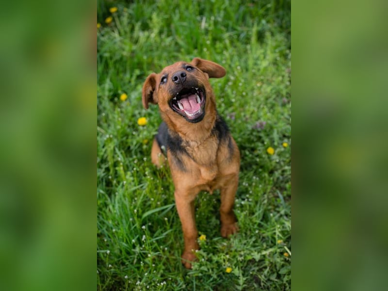 Chip-Nr. 236974 - die hübsche Junghündin freut sich auf ein Leben bei einer liebevollen Familie