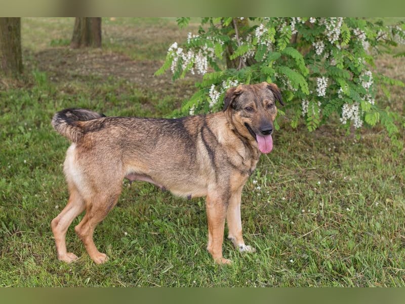SMILEY - die hübsche Hündin wünscht sich eine aktive Familie für gemeinsame Abenteuer
