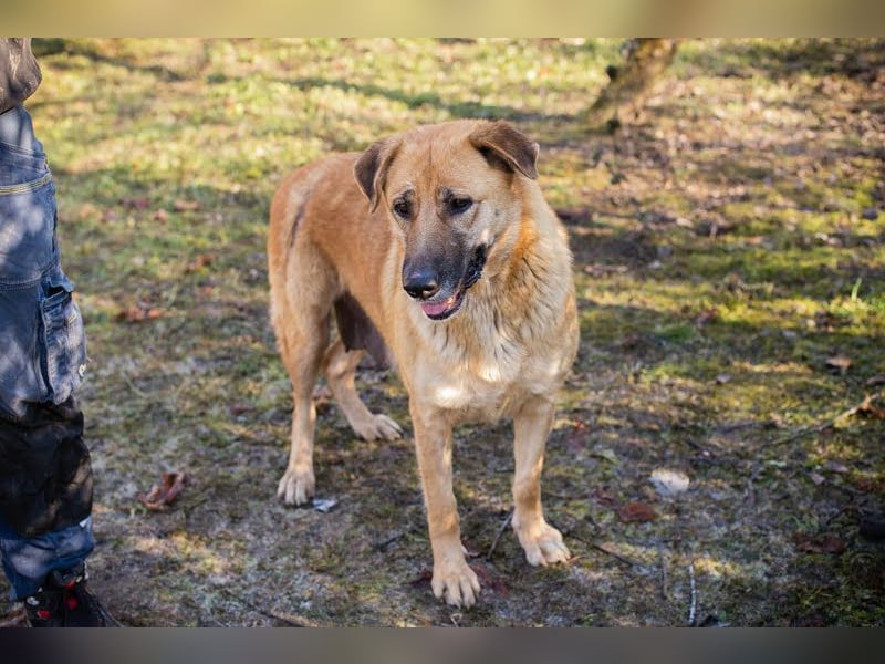 KOJA - wer verliebt sich in das hübsche, liebe Hundemädchen?