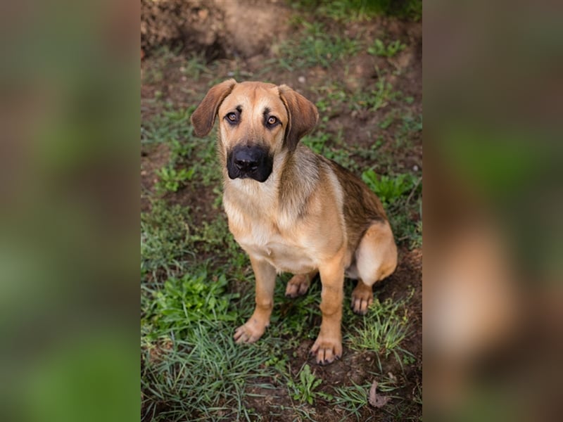 Chipnummer 223529 - Zuhause gesucht und einen richtigen Namen würde ihr auch gefallen