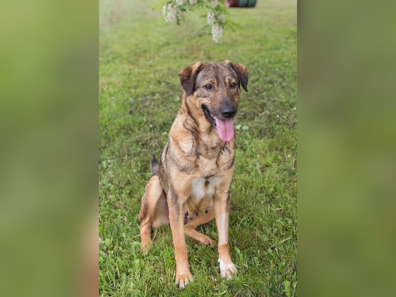 SMILEY - die hübsche Hündin wünscht sich eine aktive Familie für gemeinsame Abenteuer
