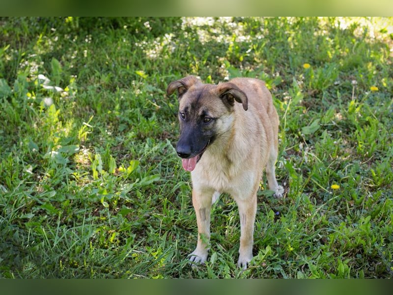 MONA - das freundliche und fröhliche Hundemädchen sucht Heimathafen