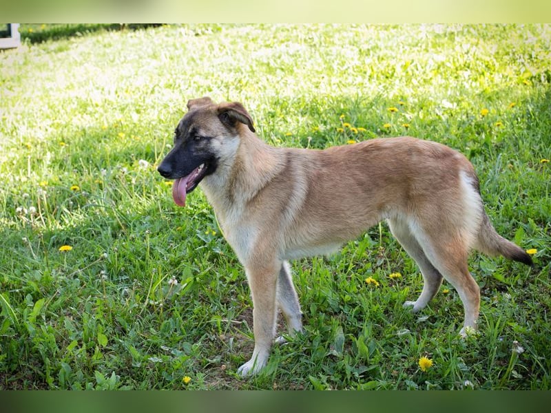 MONA - das freundliche und fröhliche Hundemädchen sucht Heimathafen