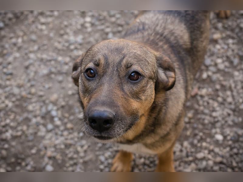 MIMI - die sehr soziale, junge Hundedame träumt von einer eigenen Familie