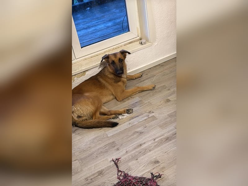 WILLOW - wer schenkt der hübschen Maus ein tolles Für-Immer Zuhause?