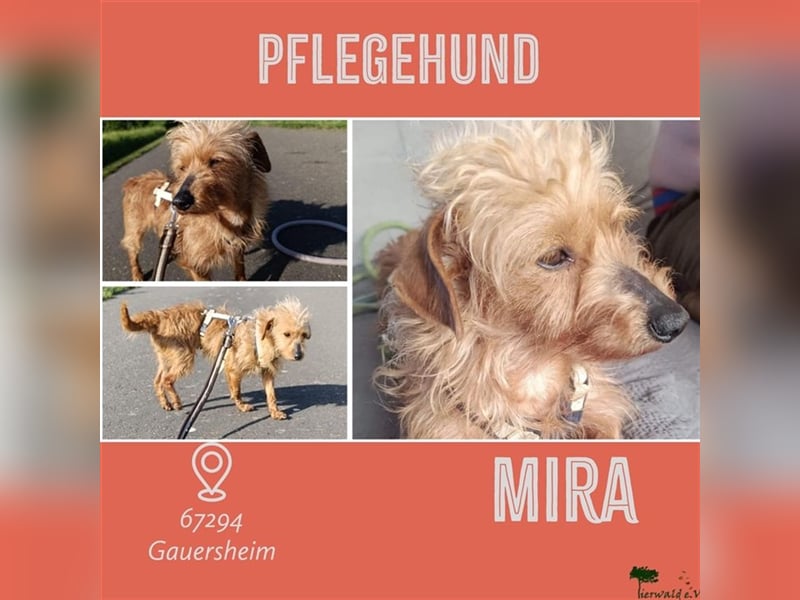 MIRA - anhängliches Angsthäschen sucht eine liebe hundeerfahrene Familie mit viel Zeit und Geduld