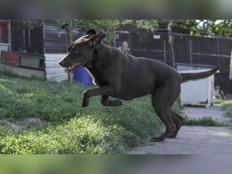 liebenswerte Gemma sucht ihre Herzensmenschen