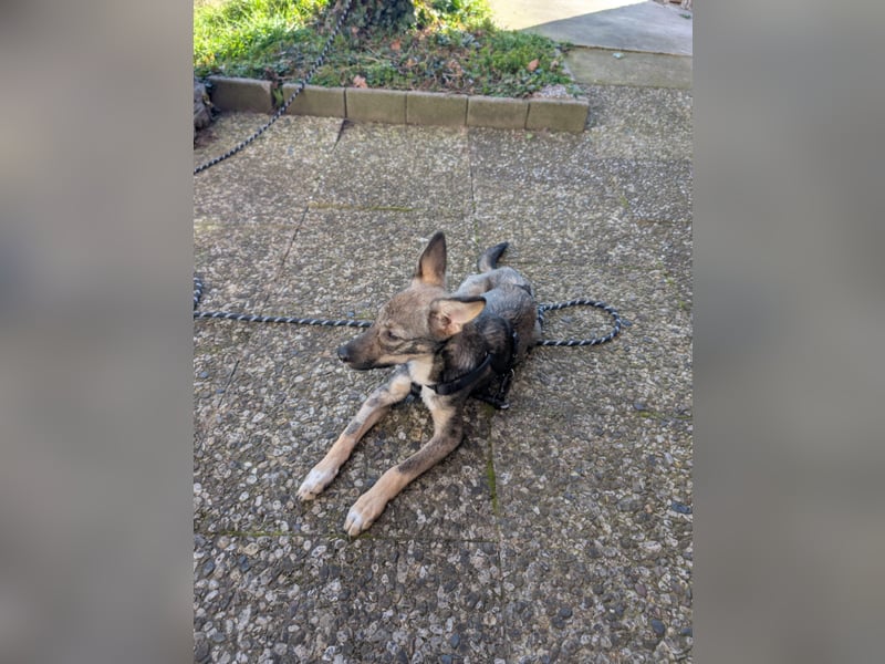 Kleine Zaubermaus Tammi suchtbihr Zuhause
