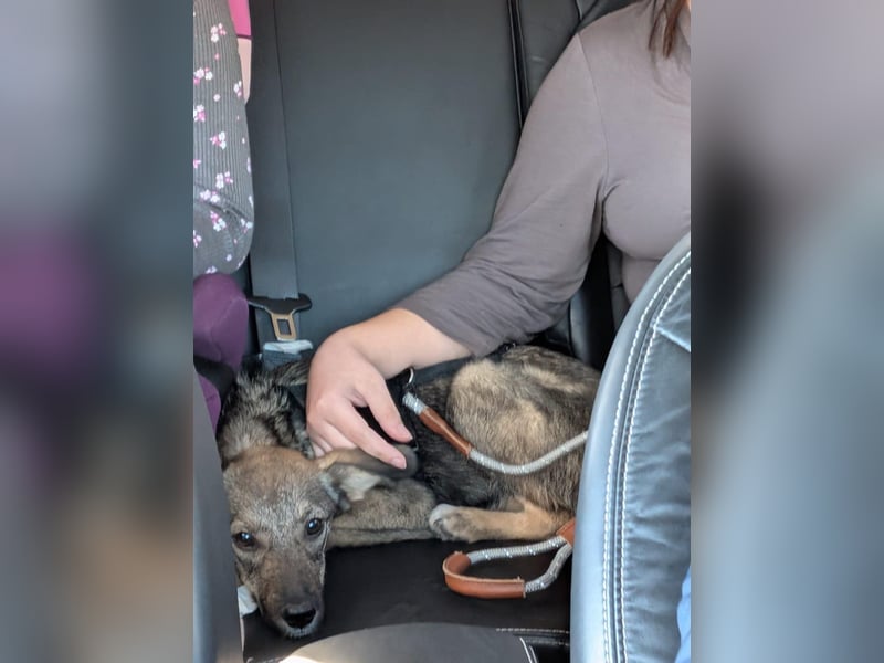 Kleine Zaubermaus Tammi suchtbihr Zuhause