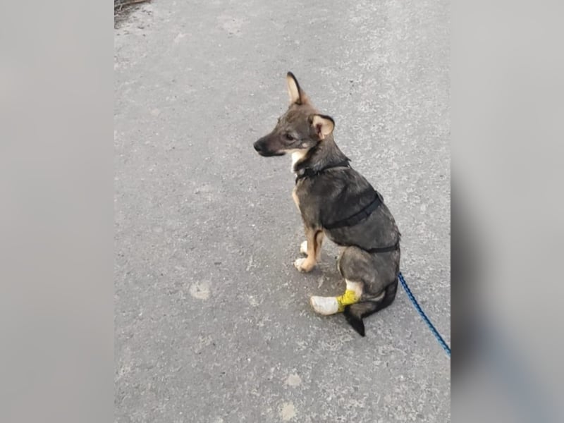 Kleine Zaubermaus Tammi suchtbihr Zuhause