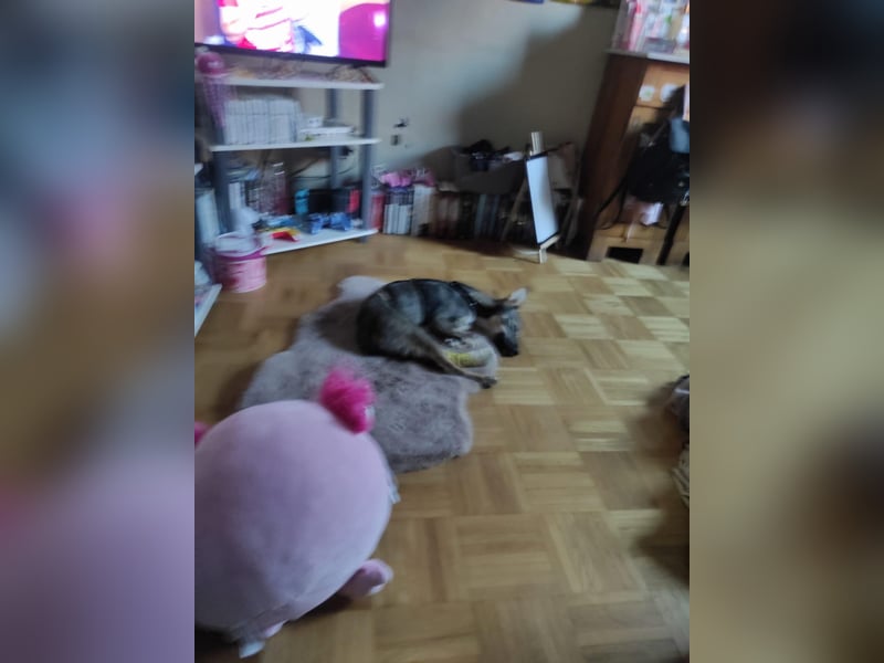 Kleine Zaubermaus Tammi suchtbihr Zuhause
