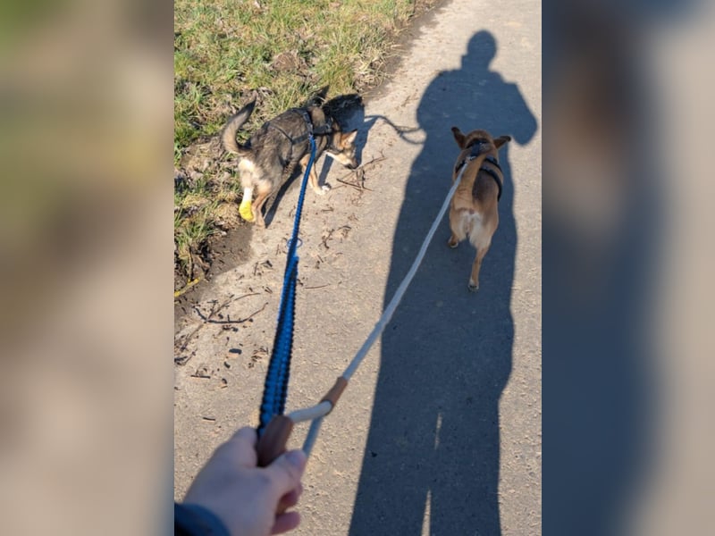 Kleine Zaubermaus Tammi suchtbihr Zuhause