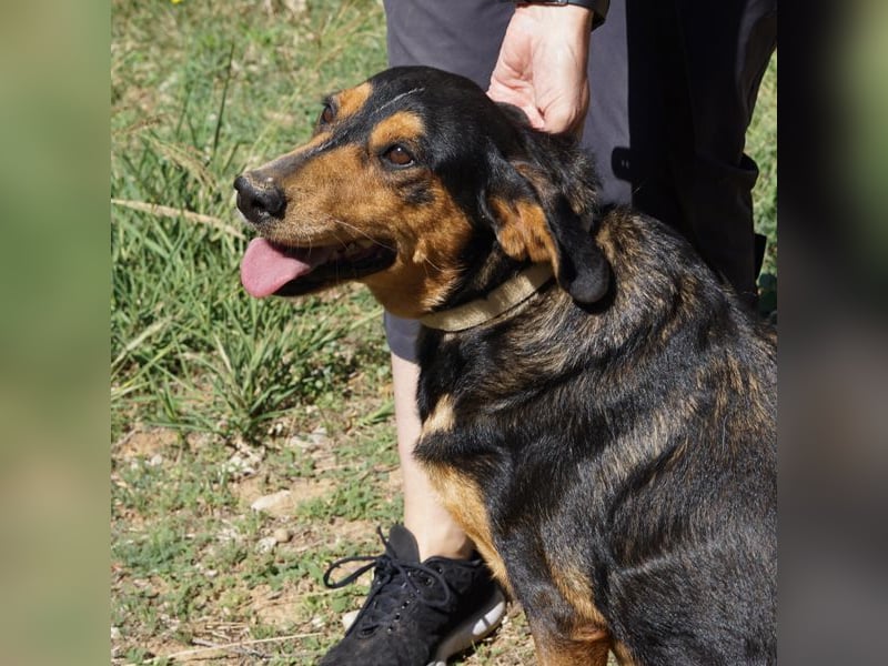 Zoi sucht ein Zuhause