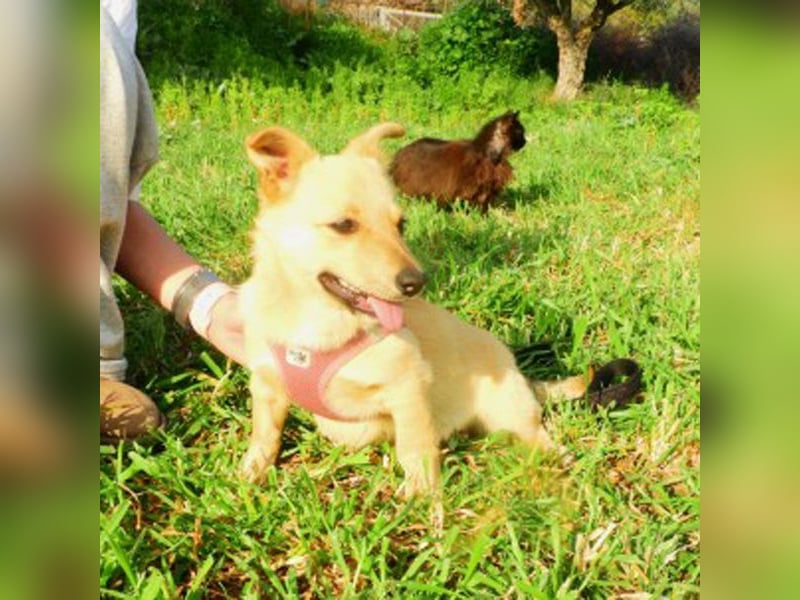 Loulou sucht ein Zuhause
