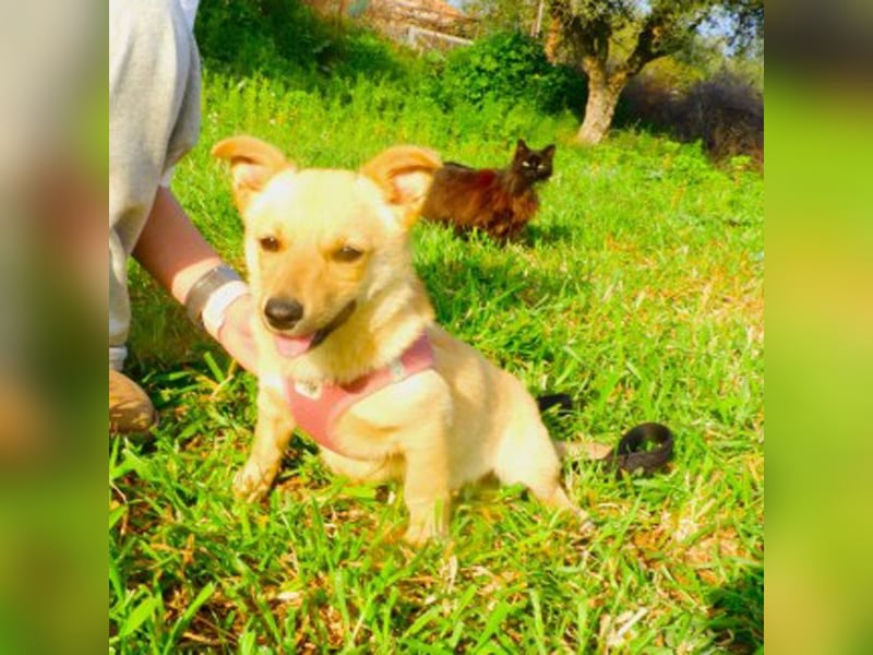 Loulou sucht ein Zuhause
