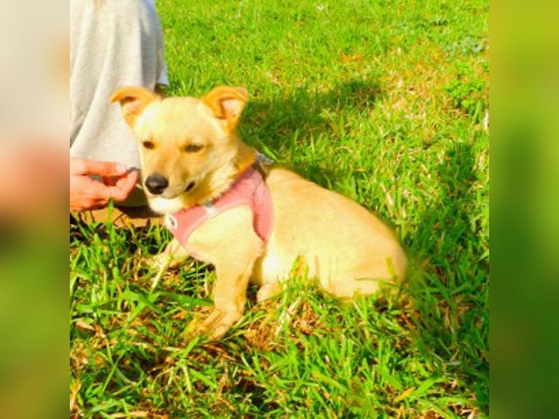 Loulou sucht ein Zuhause