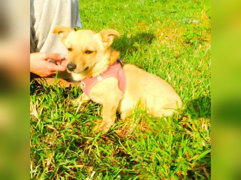 Loulou sucht ein Zuhause