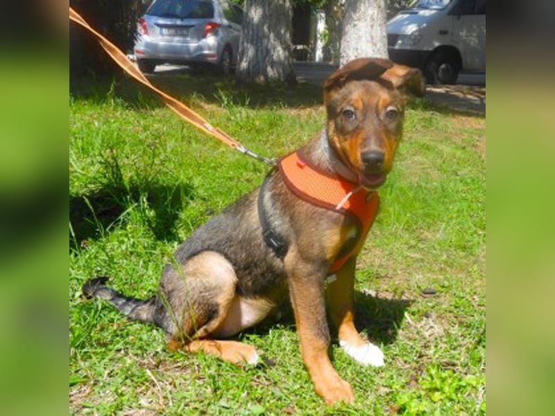 Zozefina sucht ein Zuhause