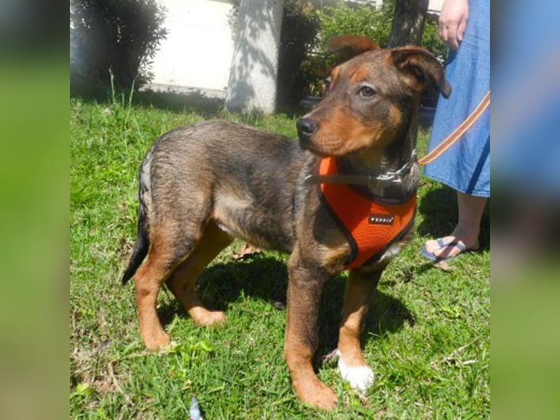 Zozefina sucht ein Zuhause