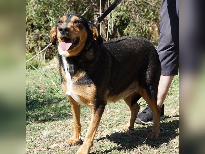 Zoi sucht ein Zuhause