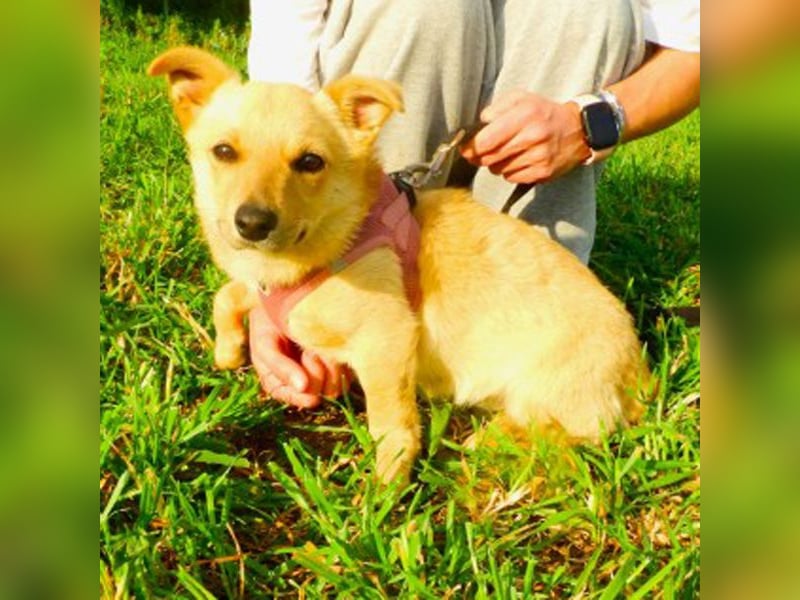 Loulou sucht ein Zuhause