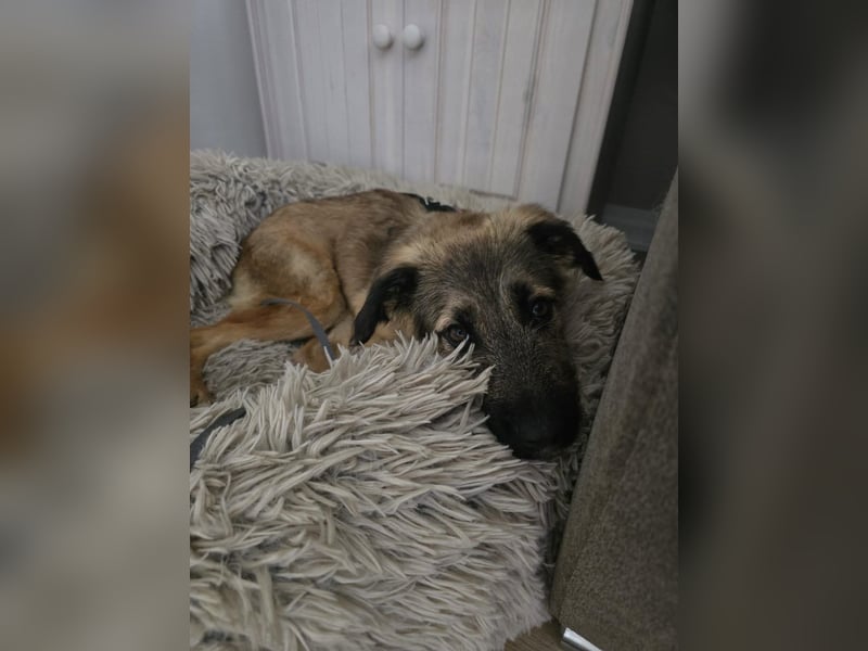 Kira auf Pflegestelle in 40549 Düsseldorf