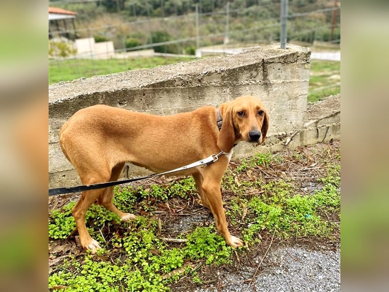 Maila