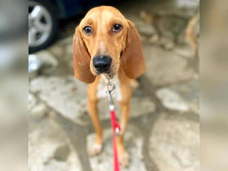 Maila