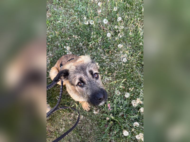 Kira auf Pflegestelle in 40549 Düsseldorf
